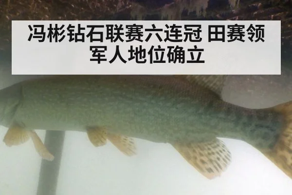 冯彬钻石联赛六连冠 田赛领军人地位确立